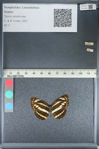 Media type: image;   Entomology 161986
